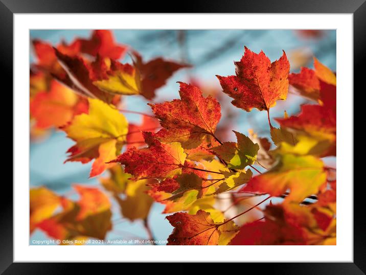 Autumn leaves Yorkshire Framed Mounted Print by Giles Rocholl