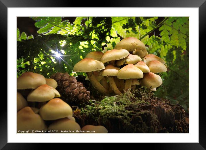Honey fungus Yorkshire Framed Mounted Print by Giles Rocholl