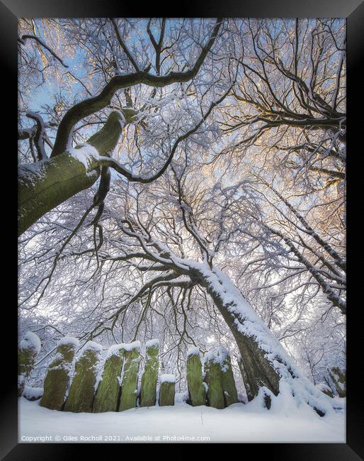 Snow covered trees Yorkshire Framed Print by Giles Rocholl