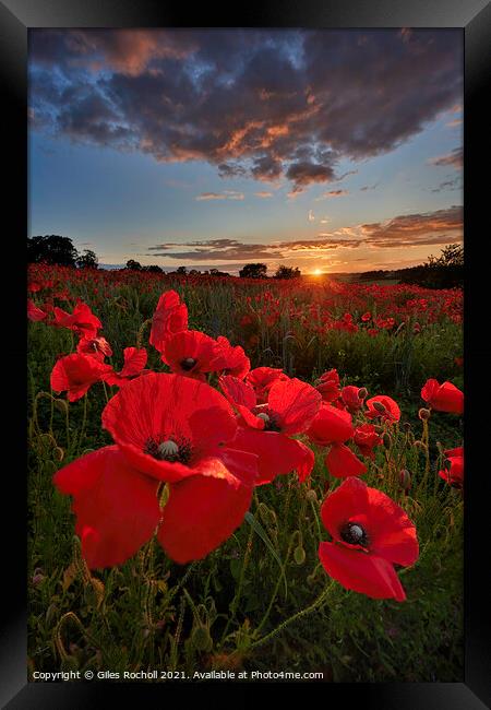 Field of poppies Yorkshire Framed Print by Giles Rocholl