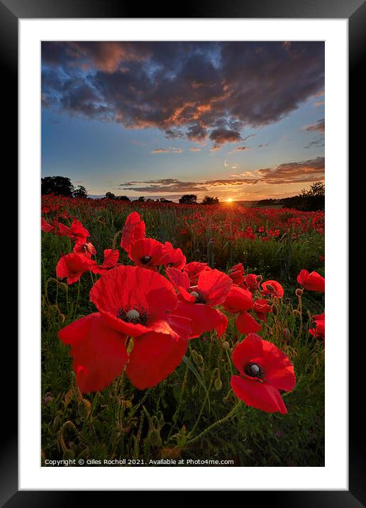 Field of poppies Yorkshire Framed Mounted Print by Giles Rocholl