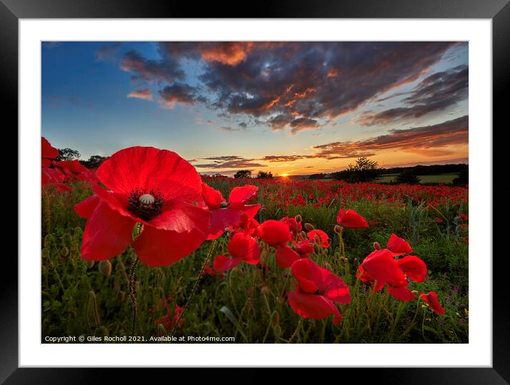 Poppy field Yorkshire Framed Mounted Print by Giles Rocholl