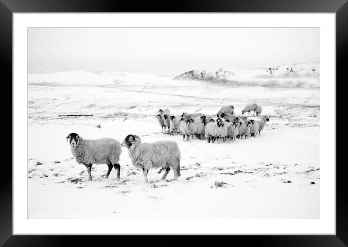 Snow and sheep Yorkshire Framed Mounted Print by Giles Rocholl