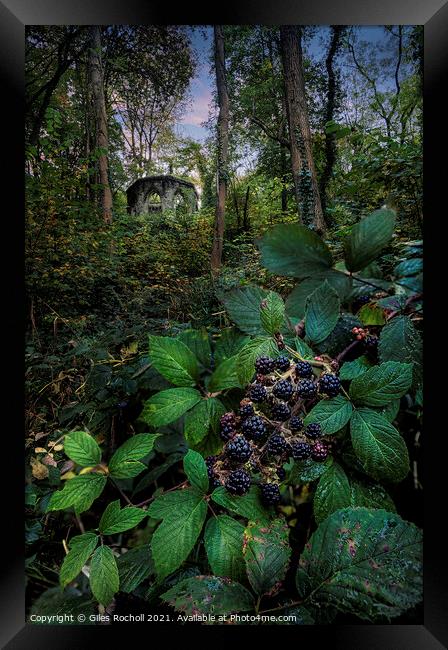 Blackberries Hackfall Masham Yorkshire Framed Print by Giles Rocholl