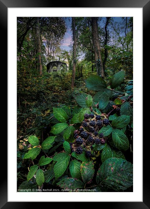 Blackberries Hackfall Masham Yorkshire Framed Mounted Print by Giles Rocholl