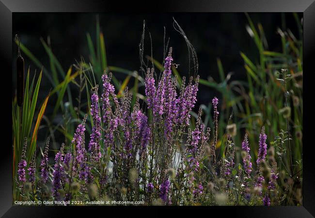 Purple flowers Loosestrife Framed Print by Giles Rocholl