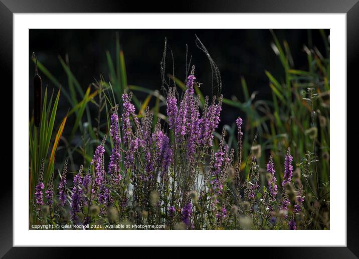 Purple flowers Loosestrife Framed Mounted Print by Giles Rocholl