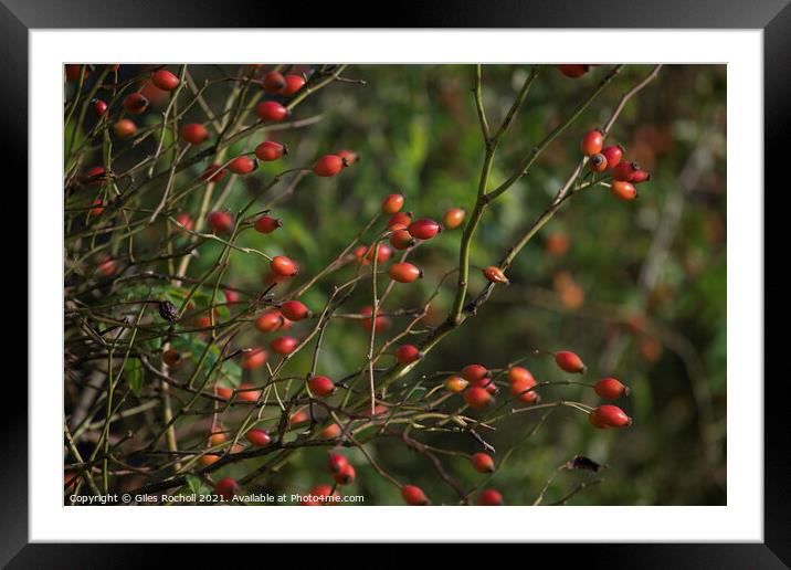 Rose hips Autumn Framed Mounted Print by Giles Rocholl