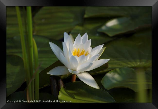 White Water Lilly Framed Print by Giles Rocholl