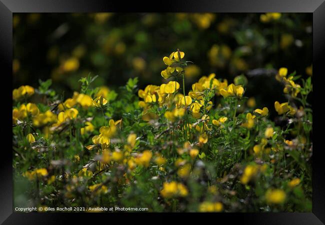 Yellow wild flowers  Framed Print by Giles Rocholl