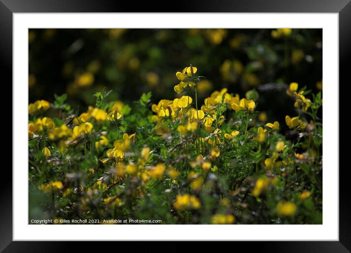 Yellow wild flowers  Framed Mounted Print by Giles Rocholl