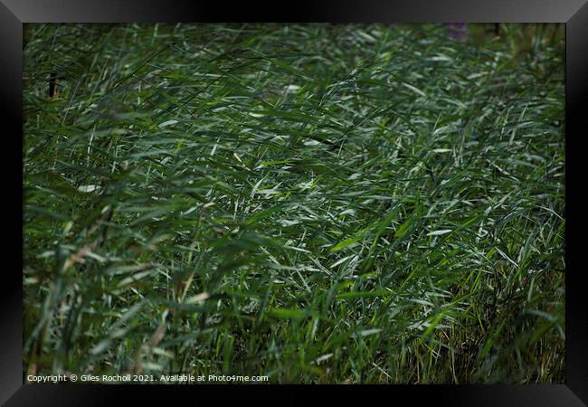 Reeds wild grass Framed Print by Giles Rocholl