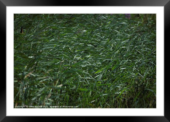Reeds wild grass Framed Mounted Print by Giles Rocholl
