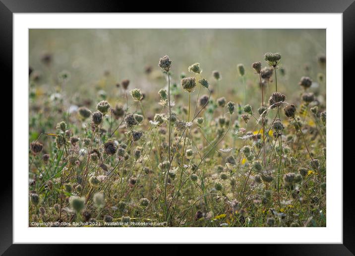 Wild carrot seeds heads Framed Mounted Print by Giles Rocholl