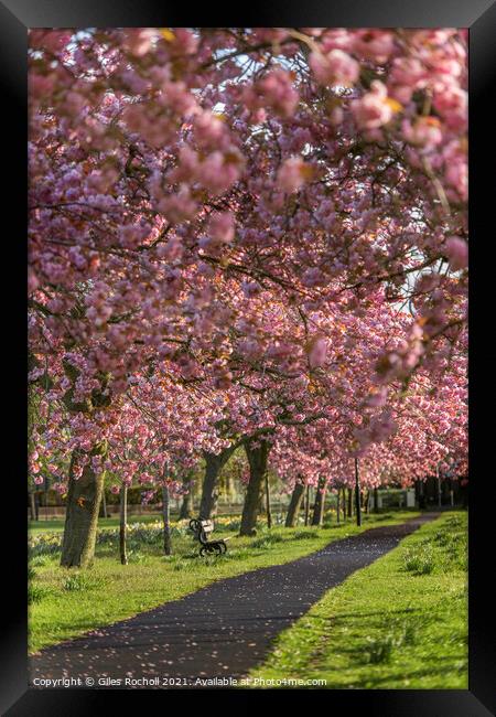 Cherry blossom Harrogate Yorkshire Framed Print by Giles Rocholl