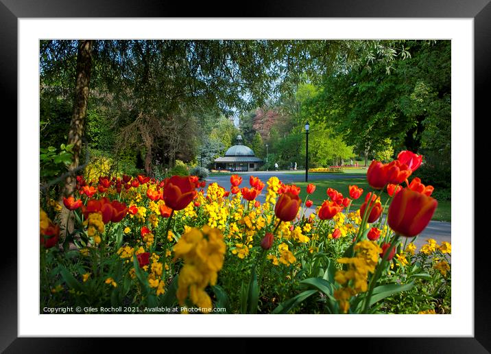 Spring flowers Valley Gardens Harrogate Framed Mounted Print by Giles Rocholl