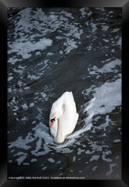 Swan swimming in a body of water Framed Print by Giles Rocholl