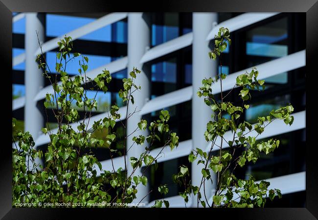 Modern abstract art windows and foliage Framed Print by Giles Rocholl