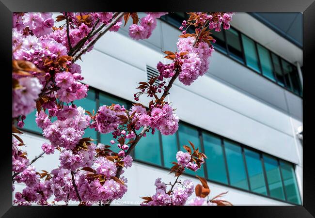 Pink blossom and modern building art Framed Print by Giles Rocholl