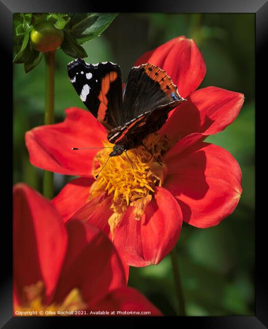 Butterfly and Dahlia Red Flower Framed Print by Giles Rocholl