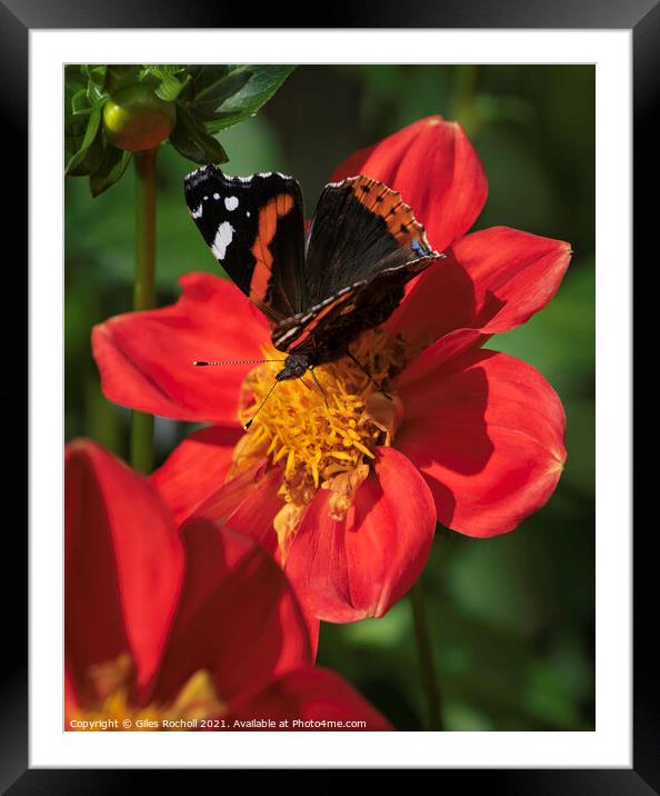 Butterfly and Dahlia Red Flower Framed Mounted Print by Giles Rocholl