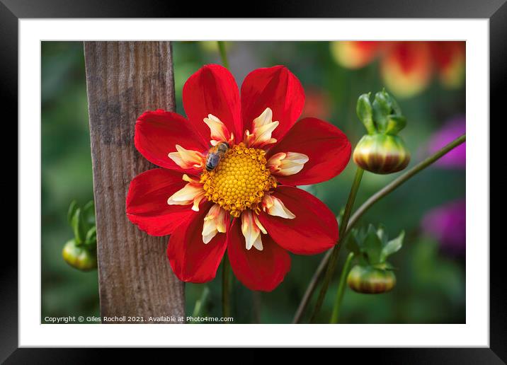 Bee and Dahlia Red Flower Framed Mounted Print by Giles Rocholl