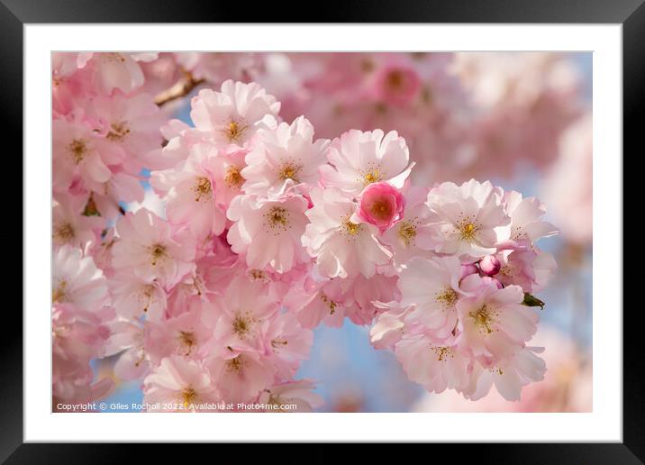 Cherry Blossom Spring Yorkshire Framed Mounted Print by Giles Rocholl
