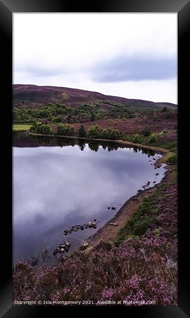 Purple Heather Framed Print by Isla Montgomery