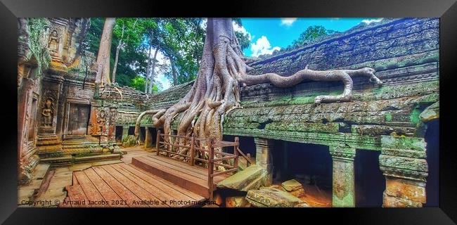 Ta Prohm Temple, Angkor Wat, Cambodia Framed Print by Arnaud Jacobs