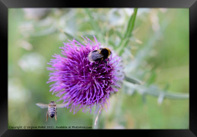 Bumble bee on thistle Framed Print by Virginie Mellot