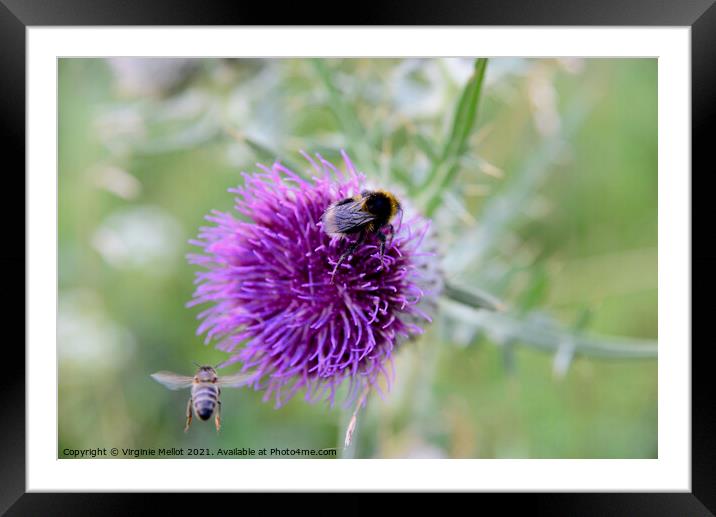 Bumble bee on thistle Framed Mounted Print by Virginie Mellot