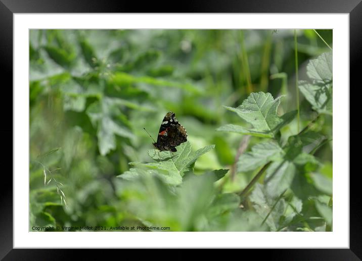 Red admiral on leaf Framed Mounted Print by Virginie Mellot