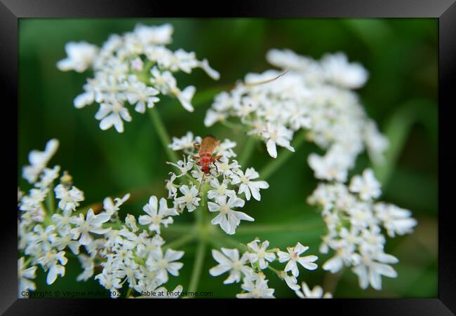 Red soldier beetle on Cow parsley Framed Print by Virginie Mellot