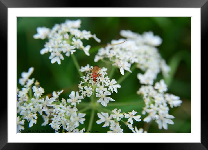 Red soldier beetle on Cow parsley Framed Mounted Print by Virginie Mellot