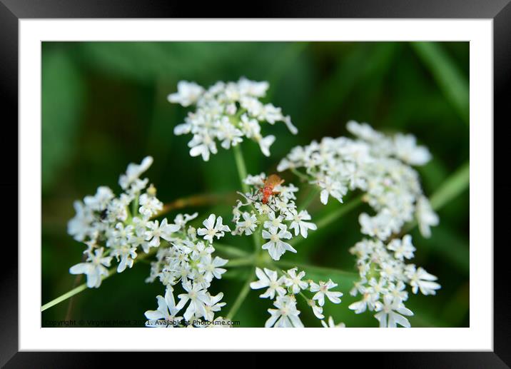 Red soldier beetle on Cow parsley Framed Mounted Print by Virginie Mellot