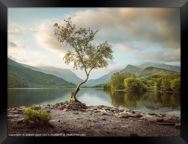 The Lone Tree  Framed Print by Bob Kent