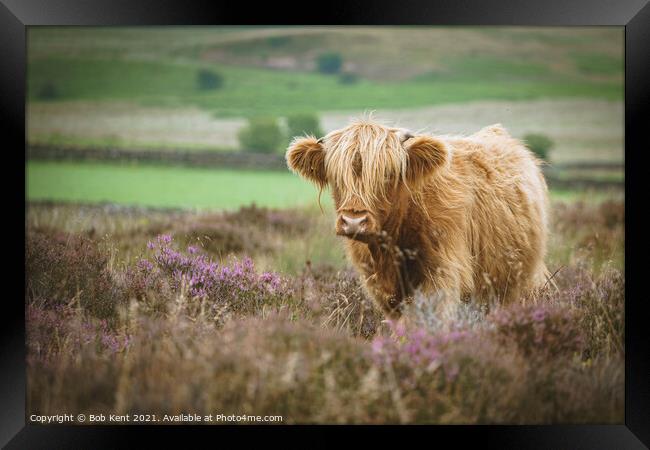 Highland Cattle on Baslow Edge  Framed Print by Bob Kent