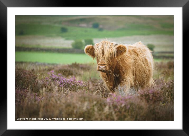 Highland Cattle on Baslow Edge  Framed Mounted Print by Bob Kent