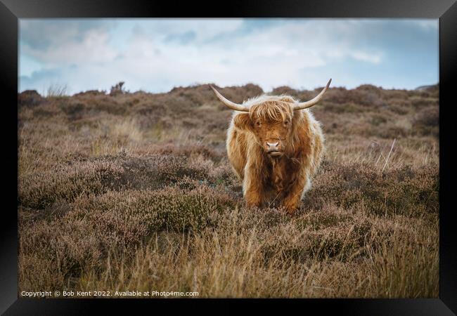 You looking at me. Framed Print by Bob Kent