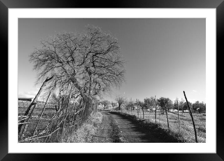 Country road Framed Mounted Print by Dimitrios Paterakis