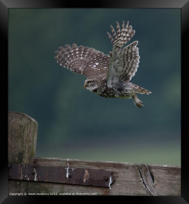 Others Little Owl In Flight Framed Print by Gavin Duxbury