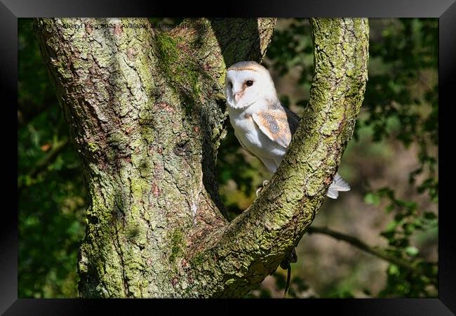 Barn Owl Framed Print by Cheryl King