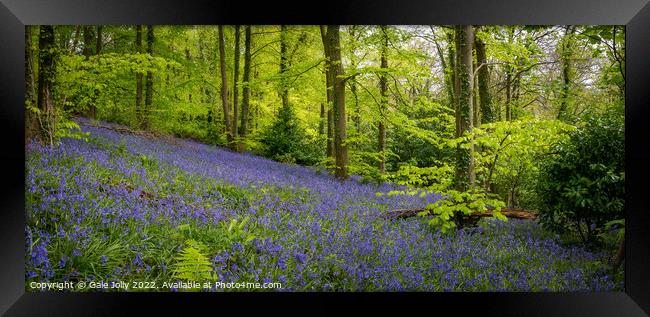 Bluebell forest Framed Print by Gale Jolly