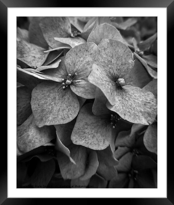 Mono hydrangea Framed Mounted Print by Marie Cooke