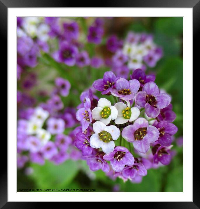 Plant flowerPretty purple Framed Mounted Print by Marie Cooke
