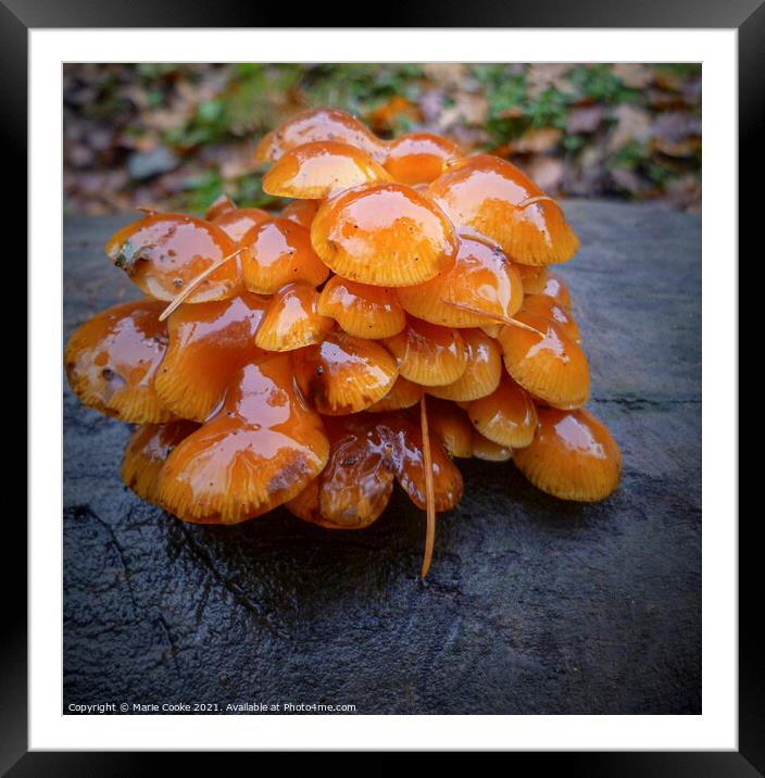 Golden fungi Framed Mounted Print by Marie Cooke