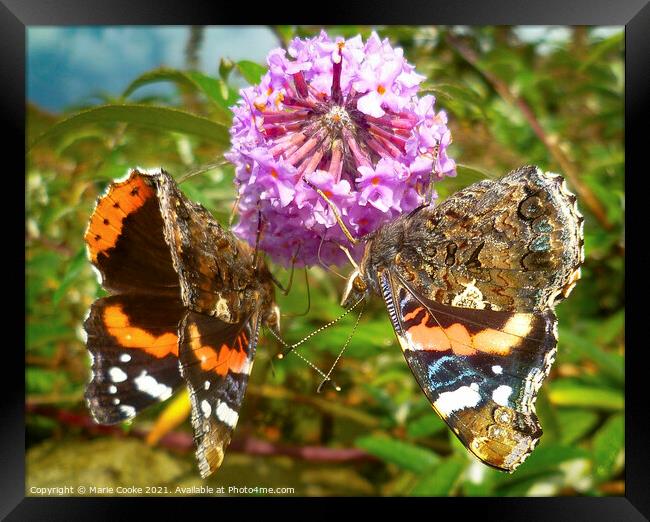 A pair of butterfly's Framed Print by Marie Cooke