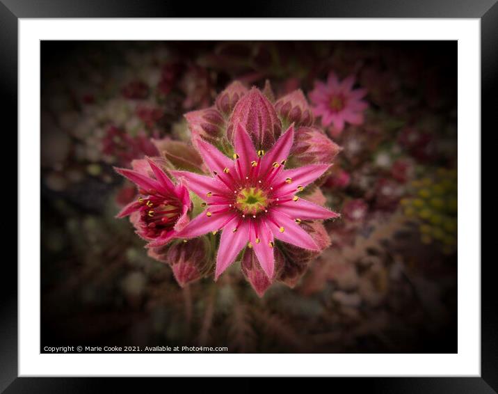 Pink star Framed Mounted Print by Marie Cooke
