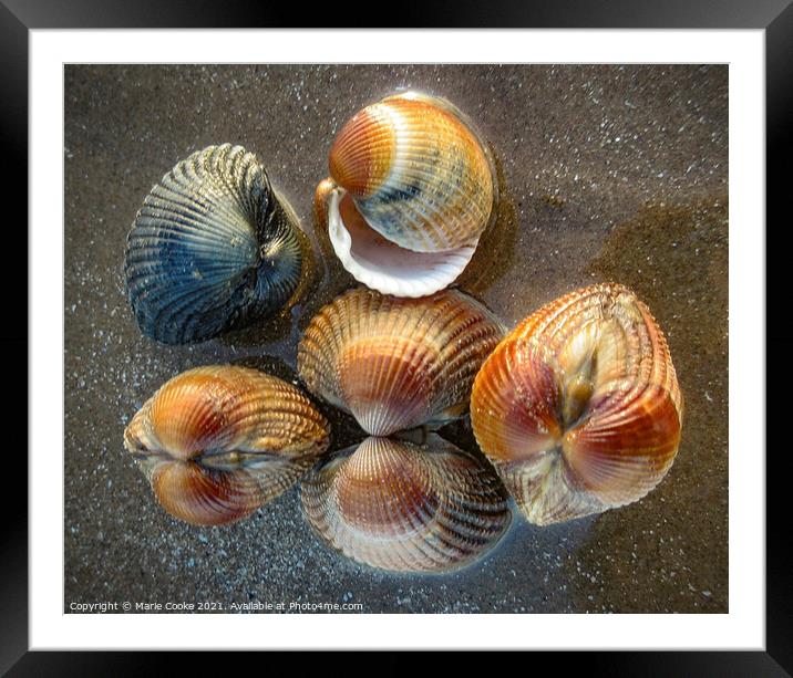 Reflected shells Framed Mounted Print by Marie Cooke