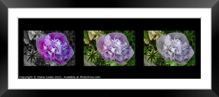 Triple view of a poppy Framed Mounted Print by Marie Cooke